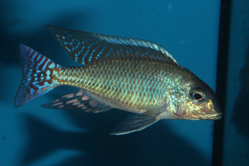 Lethrinops marginatus 'Matema'